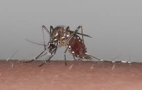 【逆虫よけ？】蚊が寄ってくる音のyoutube動画が話題「おびき出す音を流したらシーツに蚊が刺しはじめ最終的にお亡くなりになった。」